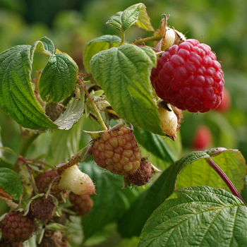 Petits fruits au soleil